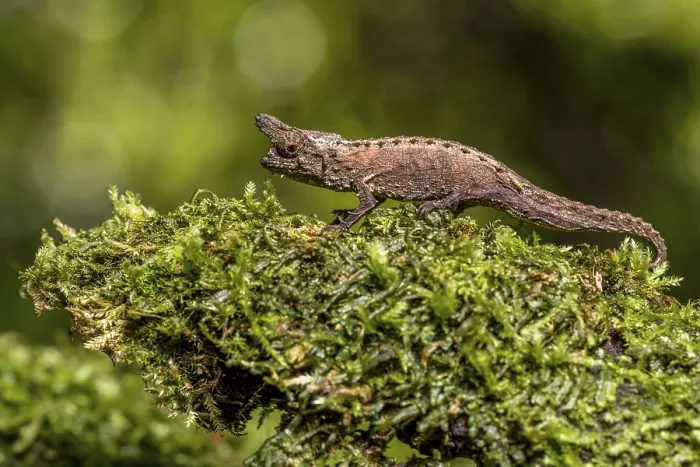 Framed Print : Marojejy Earth Chameleon (Brookesia betschi)