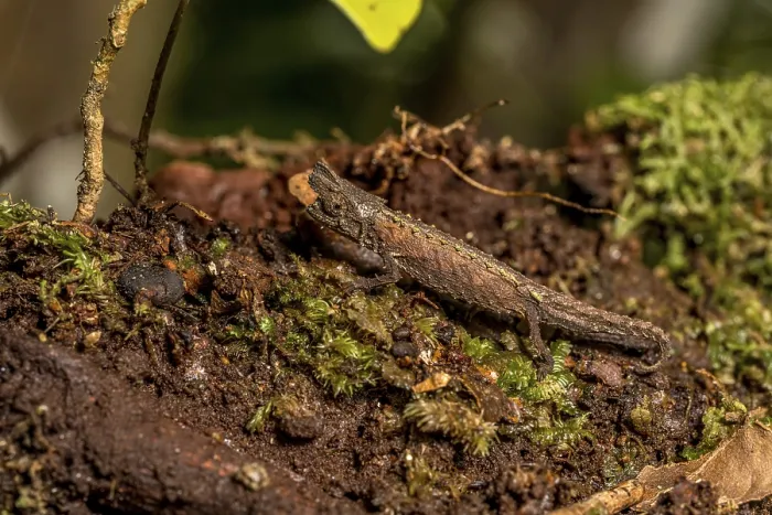 Framed Print : Marojejy Earth Chameleon (Brookesia betschi)