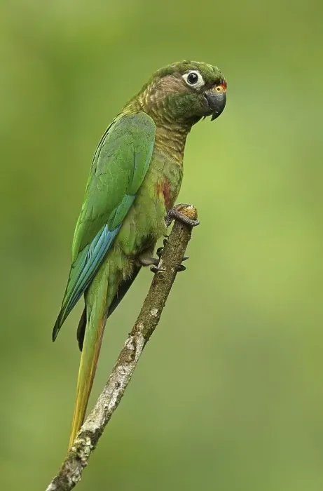 Framed Print : Maroon-bellied Parakeet (Pyrrhura frontalis)