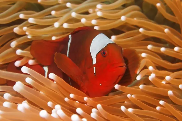 Framed Print : Maroon Clownfish (Premnas biaculeatus) in sea anemone Framed Print : Maroon Clownfish (Premnas biaculeatus) in sea anemone