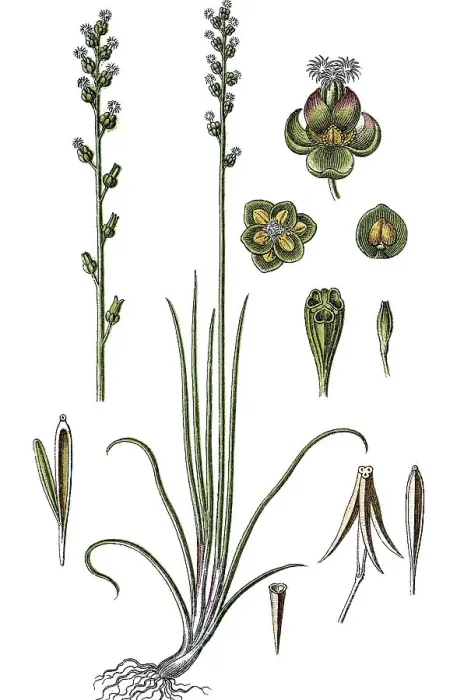 Framed Print : Marsh Arrowgrass (Triglochin palustris)