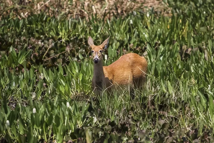 Framed Print : Marsh deer in the swamp, Pantanal, Brazil