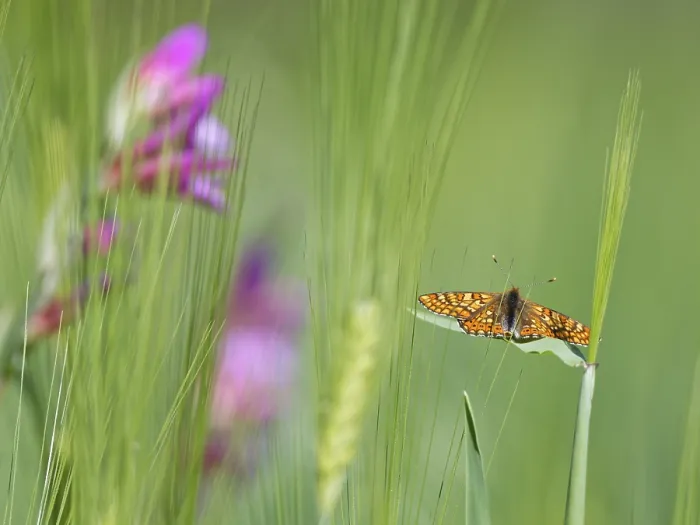 Framed Print : Marsh fritillary (Euphydryas aurinia)