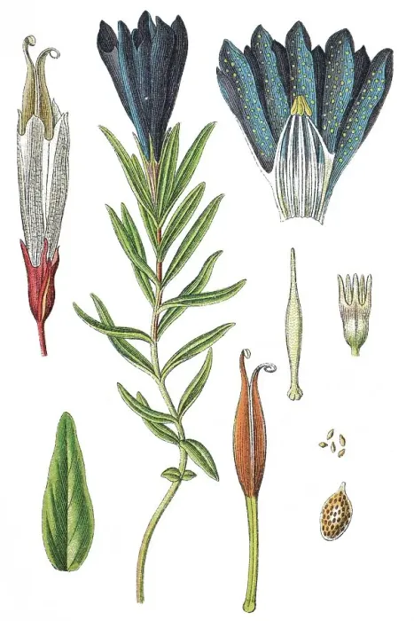 Framed Print : Marsh gentian (Gentiana pneumonanthe)