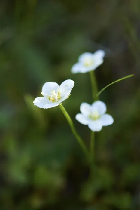 Framed Print : Marsh grass of Parnassus (Parnassia palustris) blooming in the mountains at Hochalpenstrasse