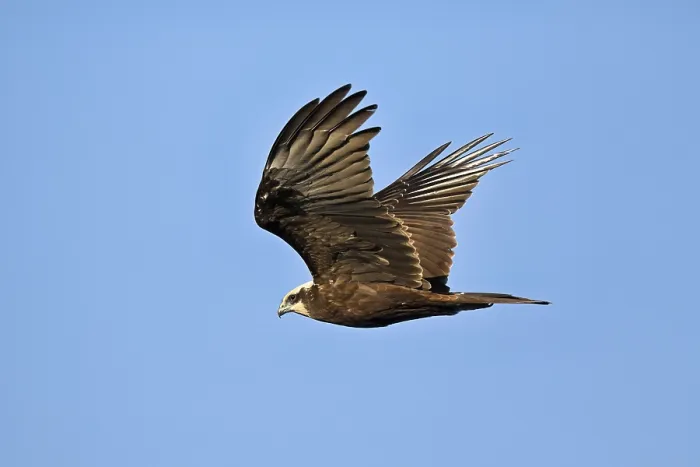 Framed Print : Marsh harrier (Circus aeruginosus)