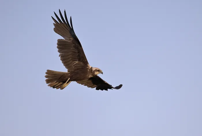 Framed Print : Marsh harrier (Circus aeruginosus)