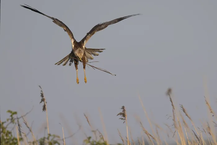 Framed Print : Marsh harrier (Circus aeruginosus)