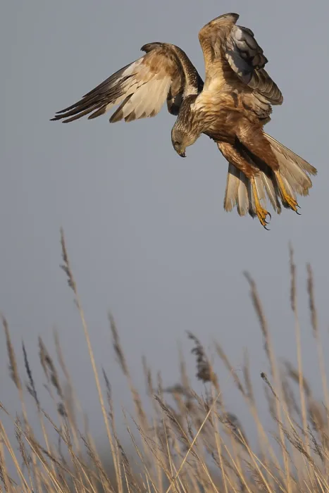 Framed Print : Marsh harrier (Circus aeruginosus)
