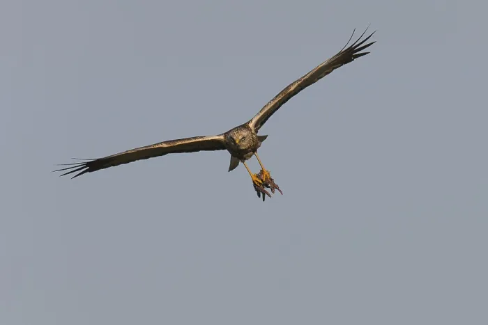 Framed Print : Marsh harrier (Circus aeruginosus) Framed Print : Marsh harrier (Circus aeruginosus)