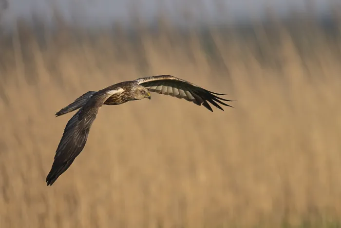 Framed Print : Marsh harrier (Circus aeruginosus)