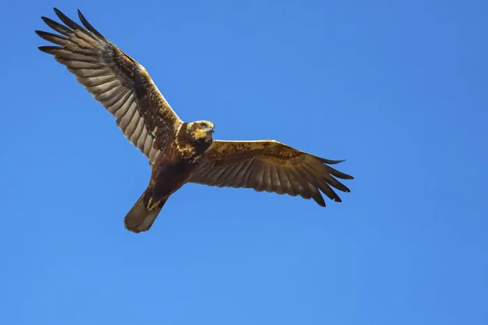 Framed Print : Marsh harrier (Circus aeruginosusv) in flight Framed Print : Marsh harrier (Circus aeruginosusv) in flight