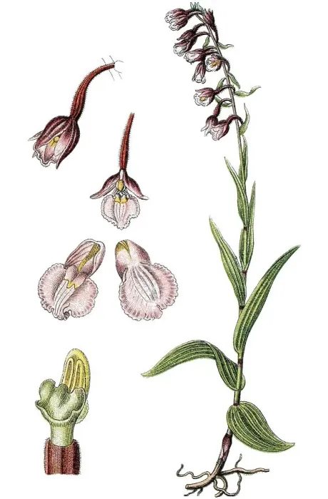 Framed Print : Marsh helleborine (Epipactis palustris)