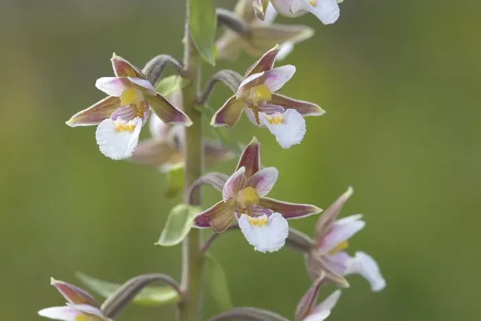 Framed Print : Marsh Helleborine (Epipactis palustris) Framed Print : Marsh Helleborine (Epipactis palustris)