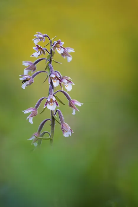 Framed Print : Marsh Helleborine (Epipactis palustris) close-up