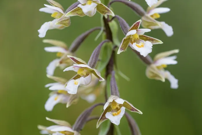 Framed Print : Marsh Helleborine (Epipactis palustris) Lower Saxony Framed Print : Marsh Helleborine (Epipactis palustris) Lower Saxony