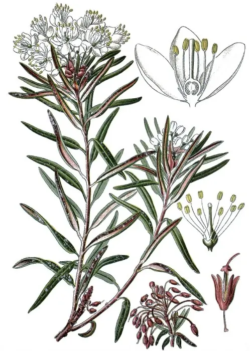 Framed Print : Marsh Labrador Tea or Wild Rosemary (Ledum palustre) Framed Print : Marsh Labrador Tea or Wild Rosemary (Ledum palustre)
