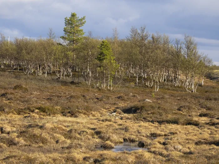 Framed Print : Marsh landscape with Hairy Birch (Betula pubescens) and Pine trees (Pinus sylvestris)