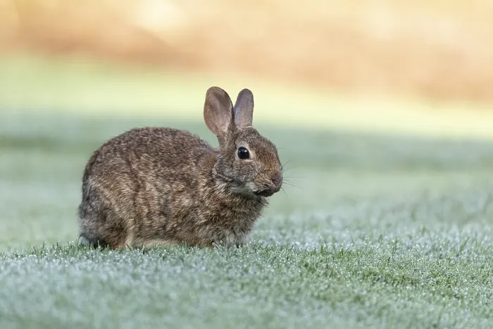 Framed Print : Marsh rabbit Sylvilagus palustris eats green grass in Fort Myers Framed Print : Marsh rabbit Sylvilagus palustris eats green grass in Fort Myers