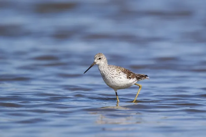 Framed Print : Marsh Sandpiper (Tringa stagnatilis) foraging