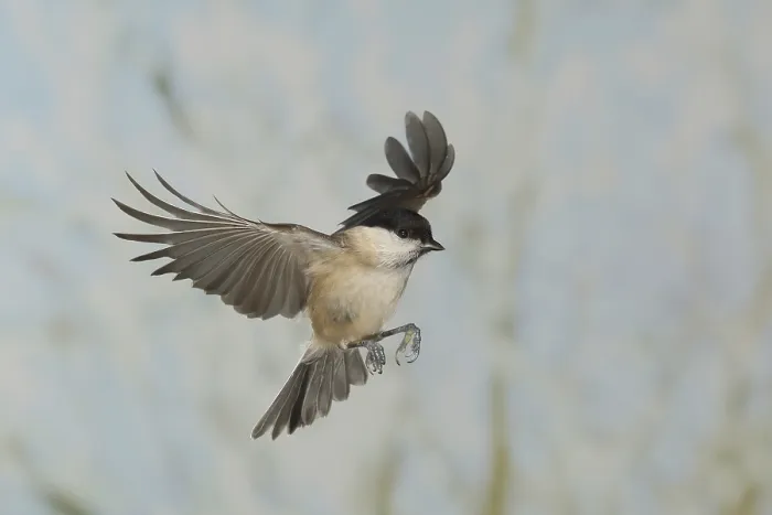 Framed Print : Marsh tit (Parus palustris), in flight