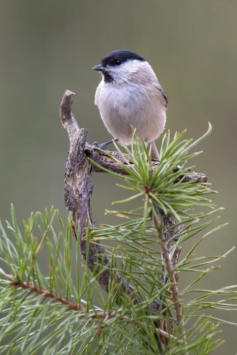 Framed Print : Marsh tit (Parus palustris), sitting on a branch
