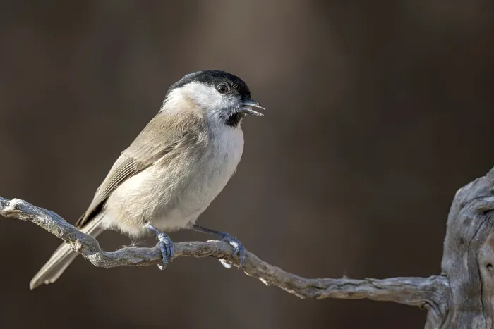 Framed Print : Marsh tit (Parus palustris), sitting on a branch