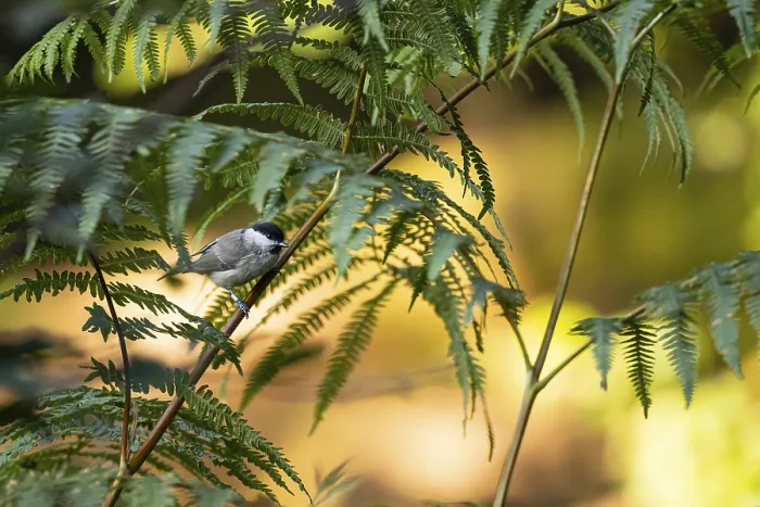 Framed Print : Marsh Tit (Poecile palustris) or Barn Tit