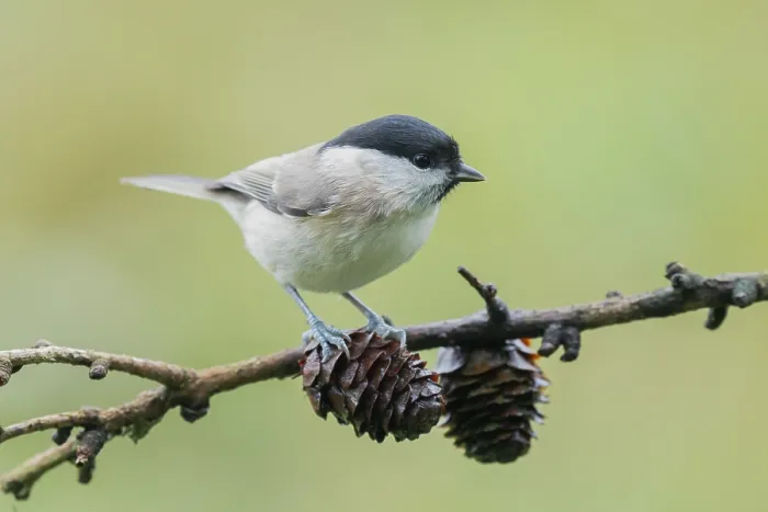Framed Print : Marsh Tit (Poecile palustris) perched on a branch Framed Print : Marsh Tit (Poecile palustris) perched on a branch