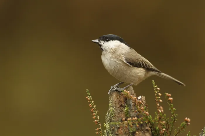 Framed Print : Marsh Tit (Poecile palustris), Rhineland-Palatinate