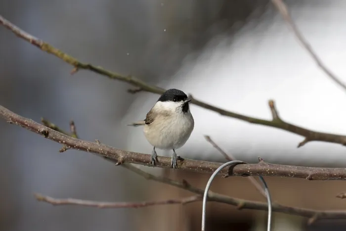 Framed Print : Marsh tit (Poecile palustris), winter