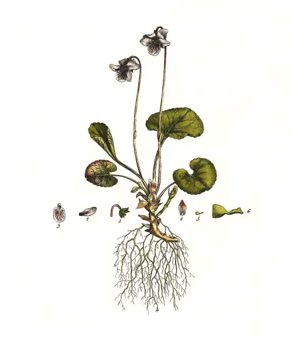 Framed Print : Marsh violet, Viola palustris, digitally restored reproduction of an original from the 19th century
