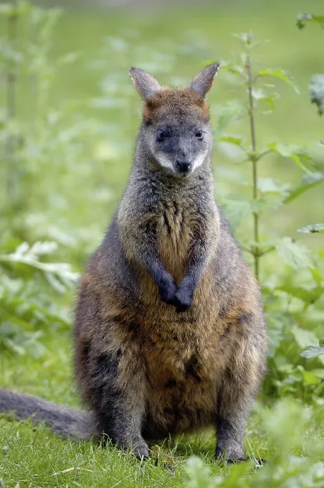 Framed Print : Marsh Wallaby (Wallabia bicolor)