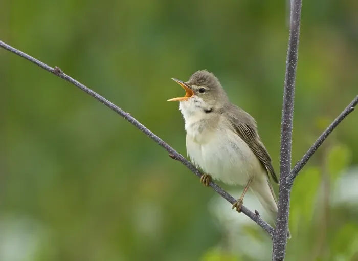 Framed Print : Marsh Warbler (Acrocephalus palustris)