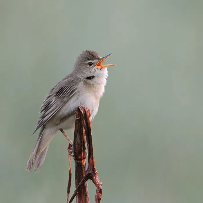 Framed Print : Marsh warbler (Acrocephalus palustris)