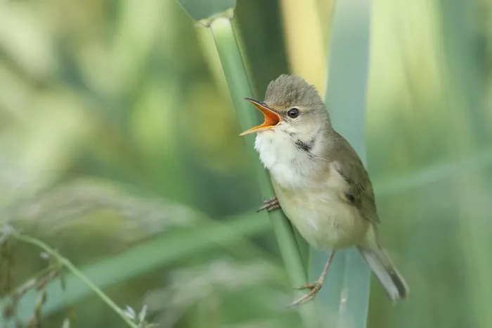 Framed Print : Marsh Warbler (Acrocephalus palustris)