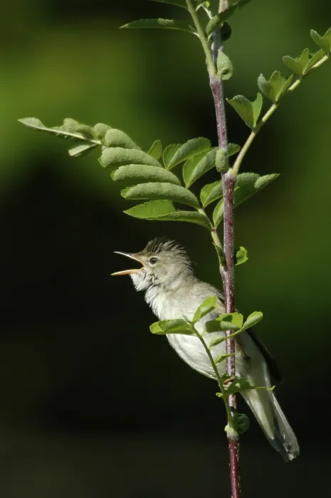 Framed Print : Marsh Warbler (Acrocephalus palustris)