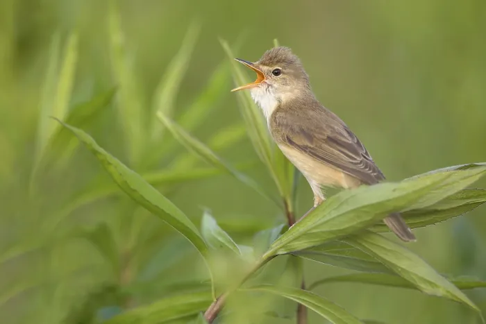 Framed Print : Marsh Warbler (Acrocephalus palustris) male singing Framed Print : Marsh Warbler (Acrocephalus palustris) male singing