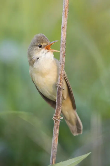 Framed Print : Marsh Warbler (Acrocephalus palustris) singing from a reed stem