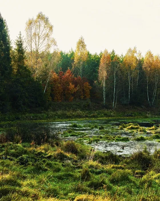 Framed Print : A marshland with colorful autumn trees and serene atmosphere in a forest setting
