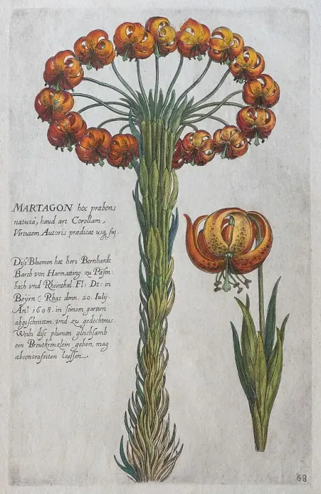 Framed Print : Martagon lily (Lilium martagon)