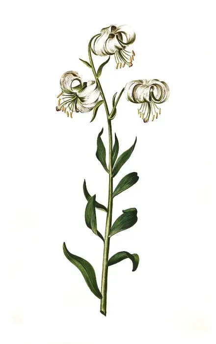 Framed Print : Martagon lily (Lilium martagon) Framed Print : Martagon lily (Lilium martagon)