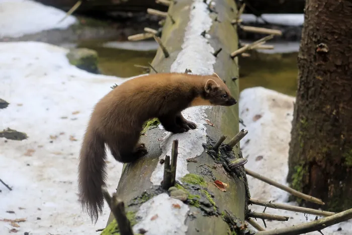 Framed Print : Marten (Martes martes), adult, alert