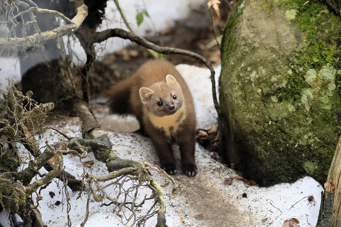 Framed Print : Marten (Martes martes), adult, curious