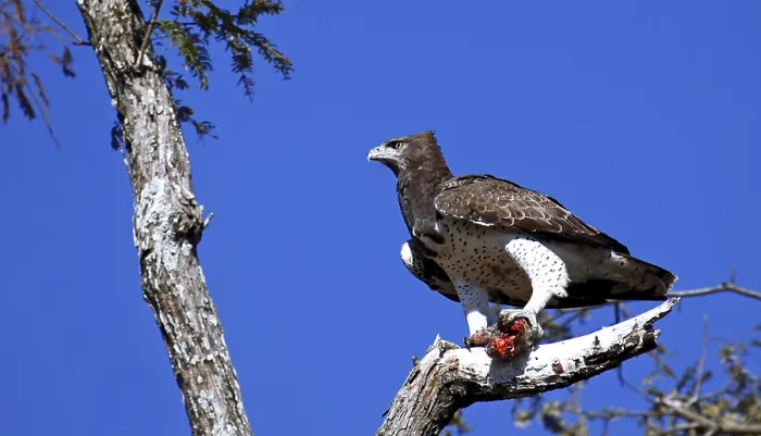 Framed Print : Martial eagle (Polemaetus bellicosus)