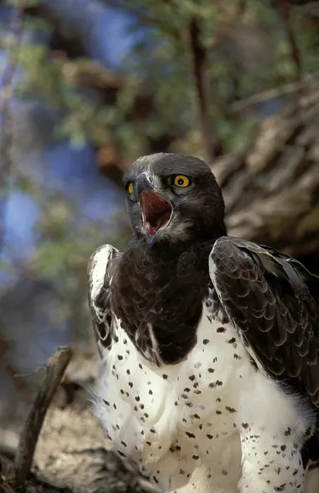 Framed Print : Martial Eagle (Polemaetus bellicosus)