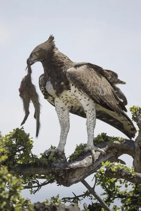 Framed Print : Martial Eagle (Polemaetus bellicosus) adult