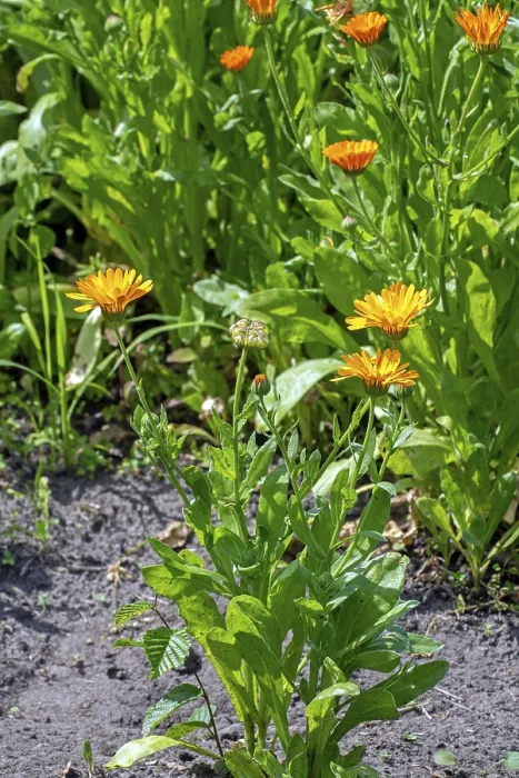 Framed Print : Mary's gold, common marigold