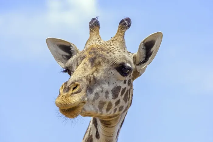 Framed Print : Masai giraffe (Giraffa camelopardalis) Framed Print : Masai giraffe (Giraffa camelopardalis)