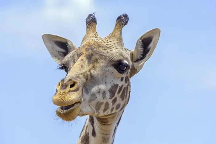 Framed Print : Masai giraffe (Giraffa camelopardalis)